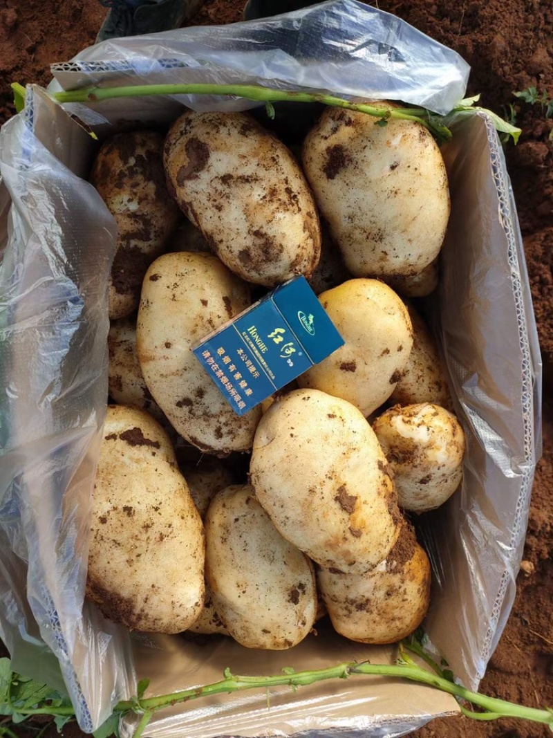 精品土豆🥔丽薯六号3两起步纸箱包装开远中和营