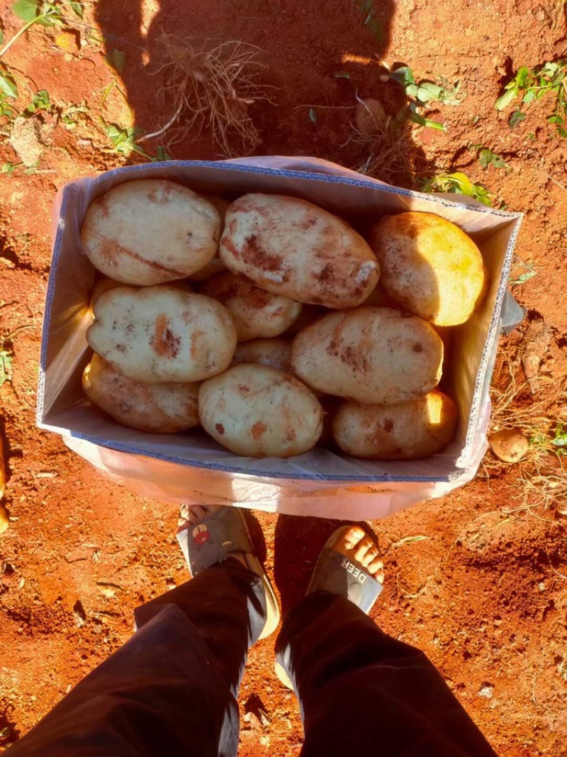 精品土豆🥔丽薯六号3两起步纸箱包装开远中和营