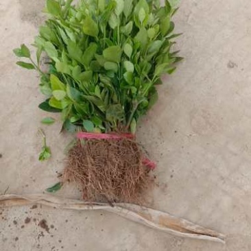 冬青小苗，冬青床苗根须保证好，保正质量包装好