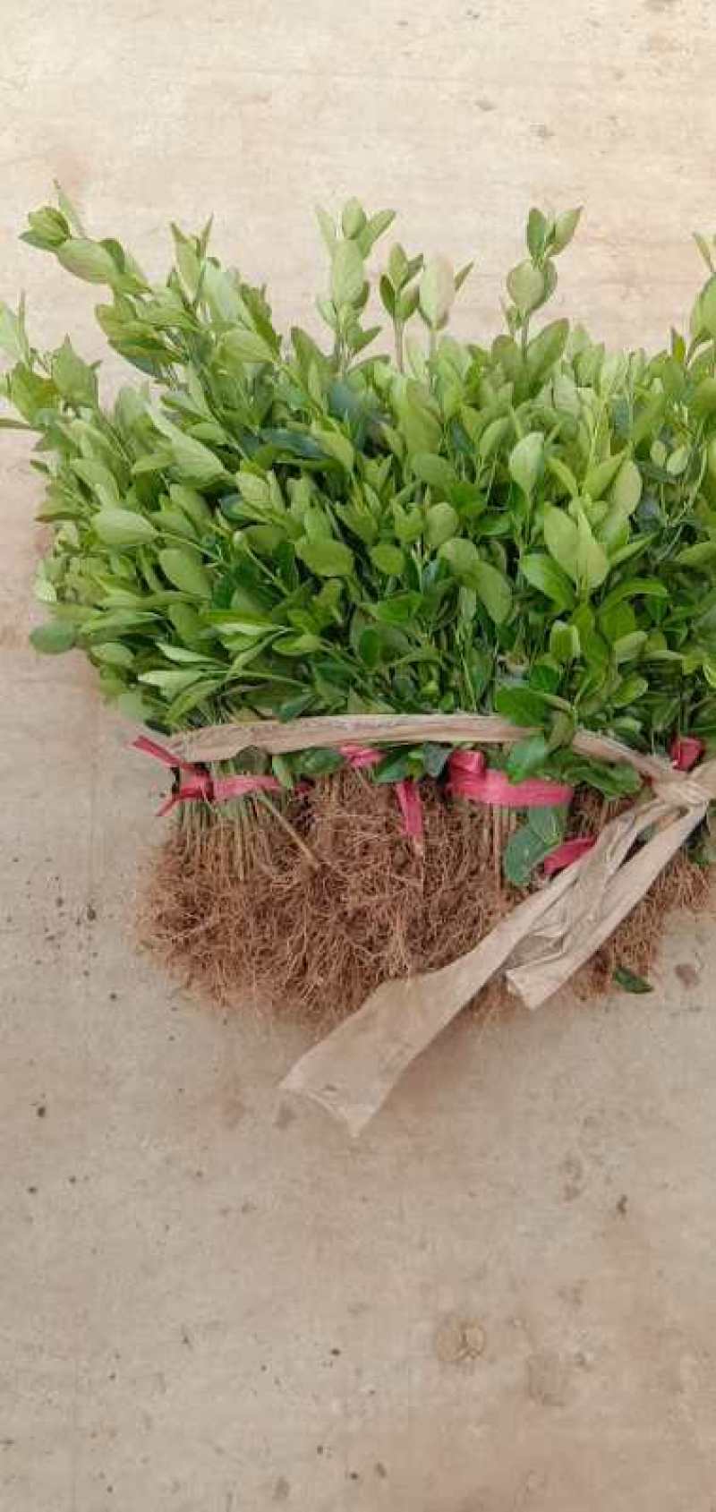冬青小苗，冬青床苗根须保证好，保正质量包装好