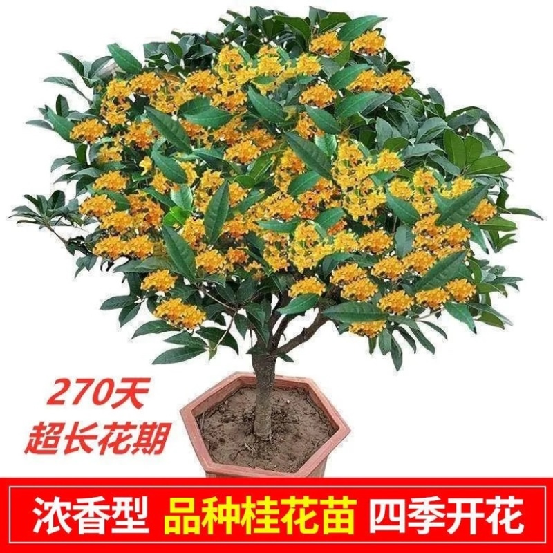 桂花树四季桂八月桂花苗沉香桂金桂庭院耐寒
