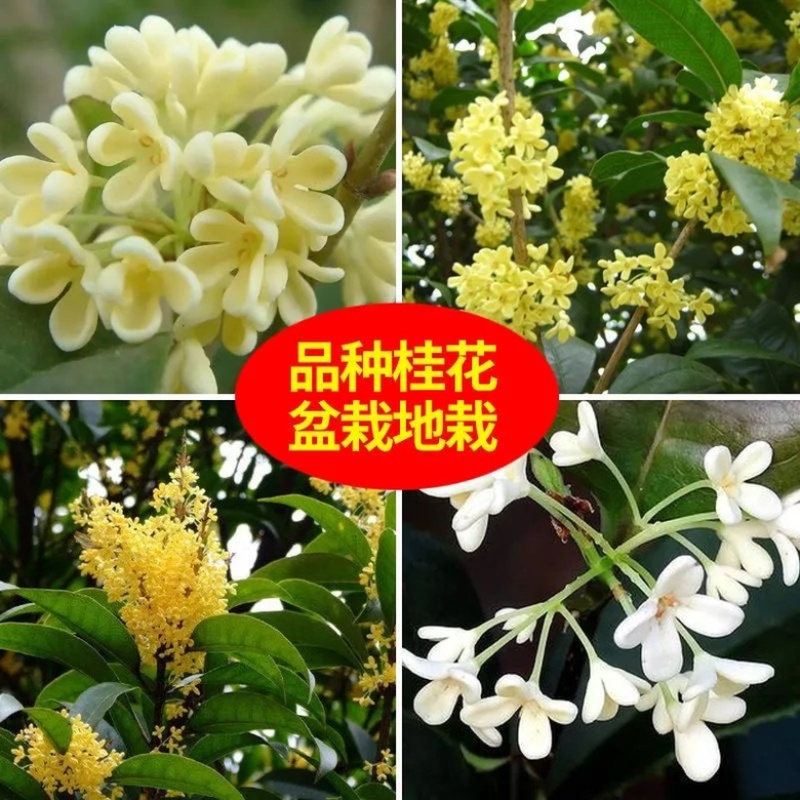 桂花树四季桂八月桂花苗沉香桂金桂庭院耐寒