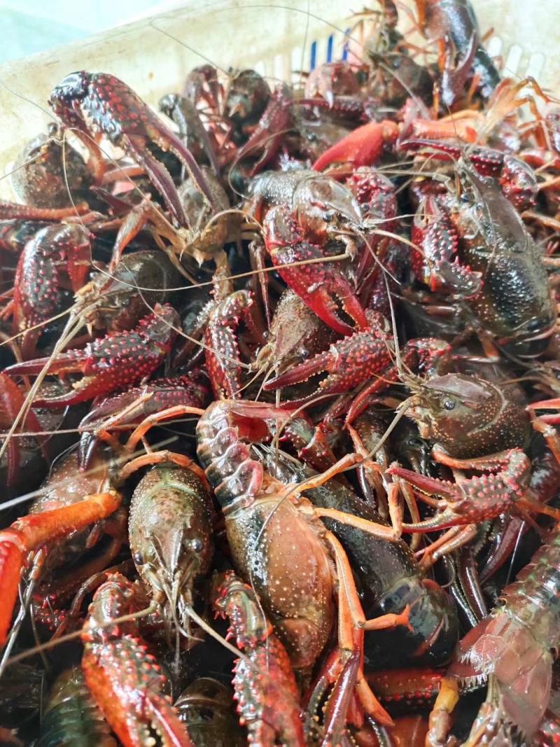 湖北清水养殖小龙虾淡水油焖，蒜蓉，十三香，麻辣香辣小龙虾