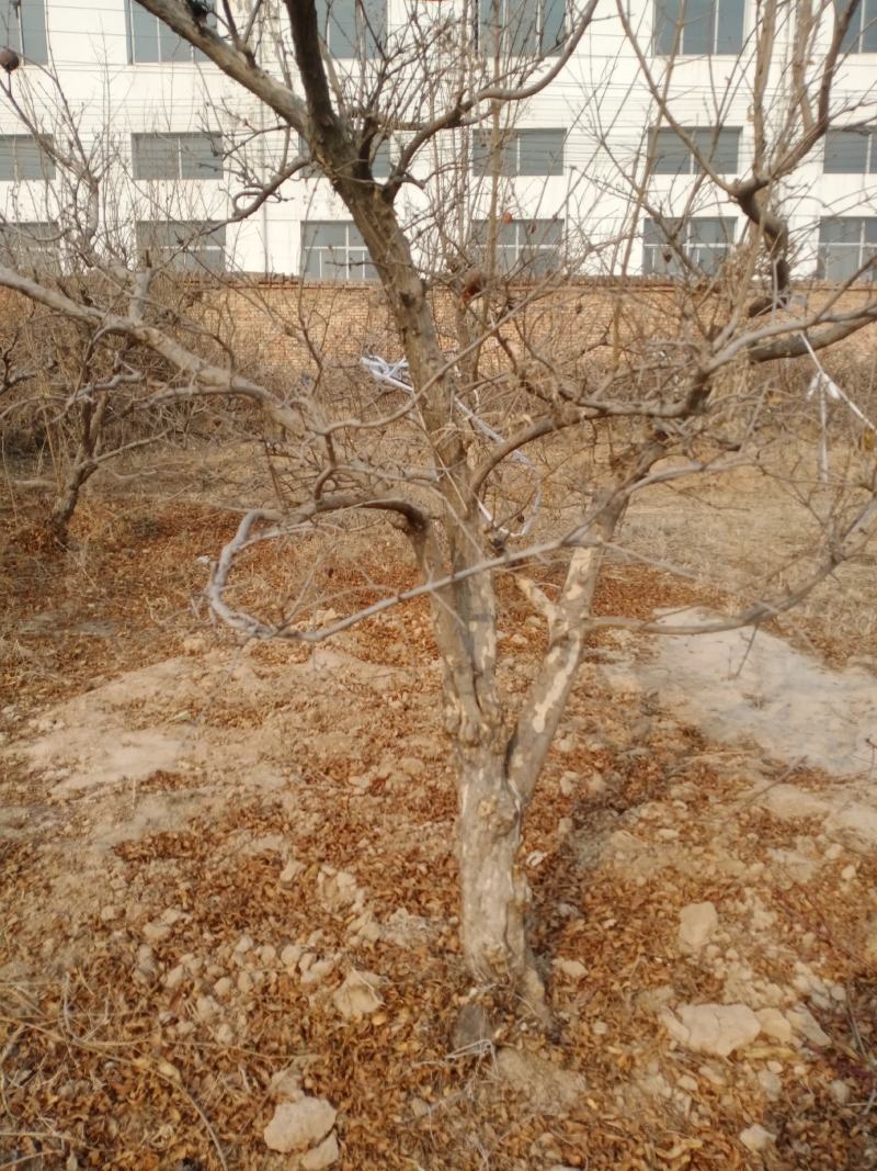 石榴树10-15公分的石榴树，整地走价格优惠
