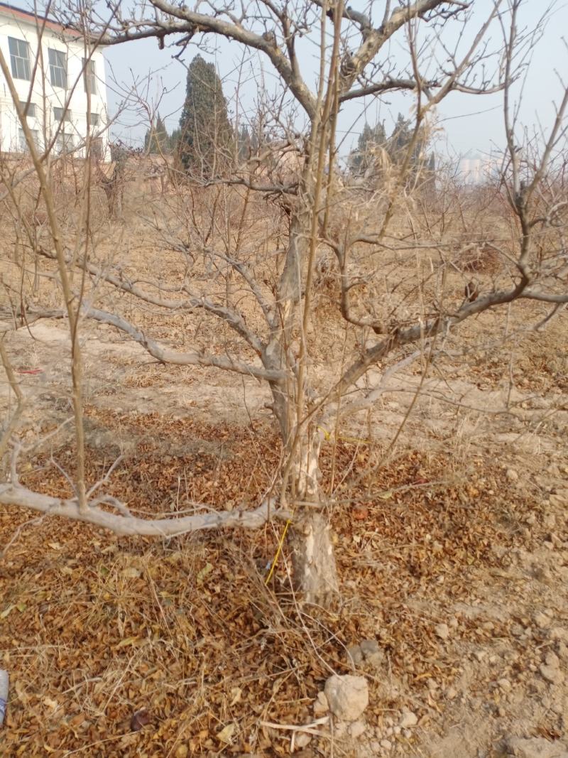 石榴树10-15公分的石榴树，整地走价格优惠