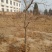 石榴树10-15公分的石榴树，整地走价格优惠