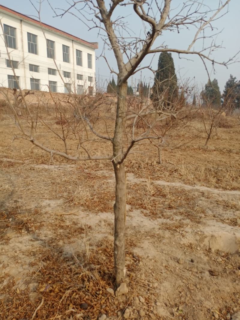 石榴树10-15公分的石榴树，整地走价格优惠