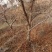 石榴树10-15公分的石榴树，整地走价格优惠