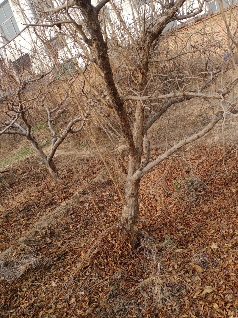 石榴树10-15公分的石榴树，整地走价格优惠