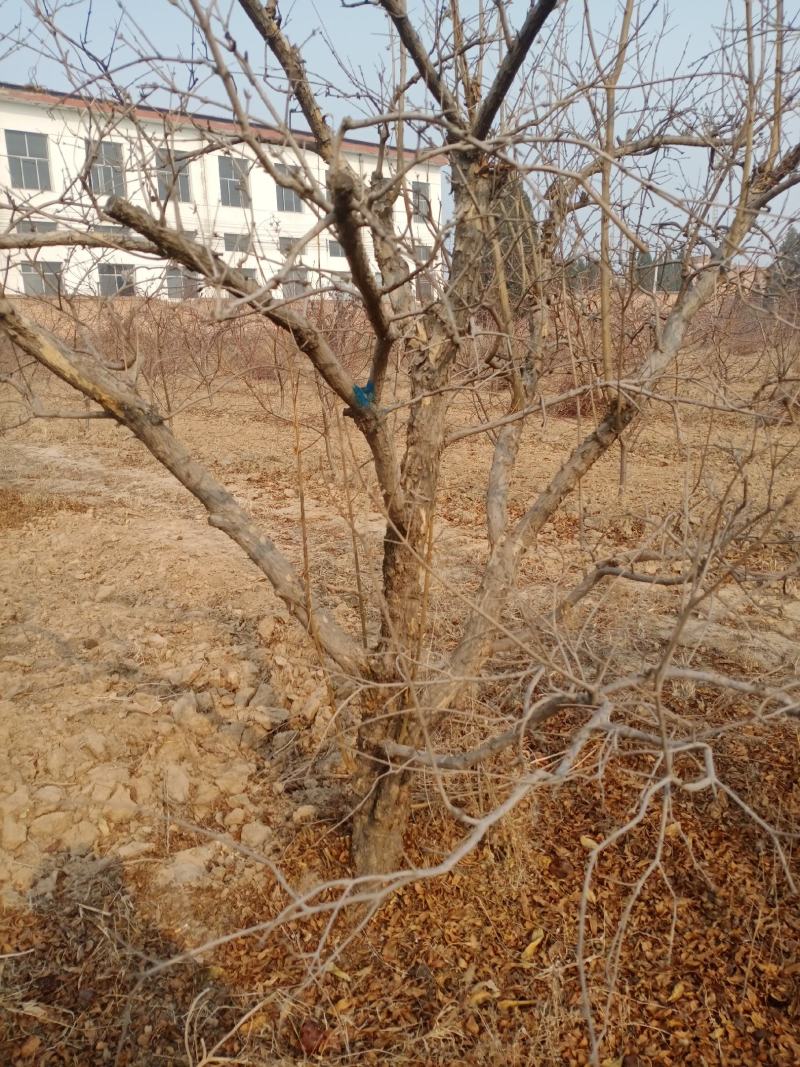 石榴树10-15公分的石榴树，整地走价格优惠