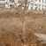 石榴树10-15公分的石榴树，整地走价格优惠