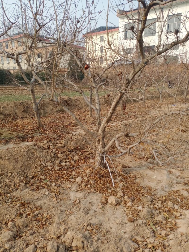 石榴树10-15公分的石榴树，整地走价格优惠