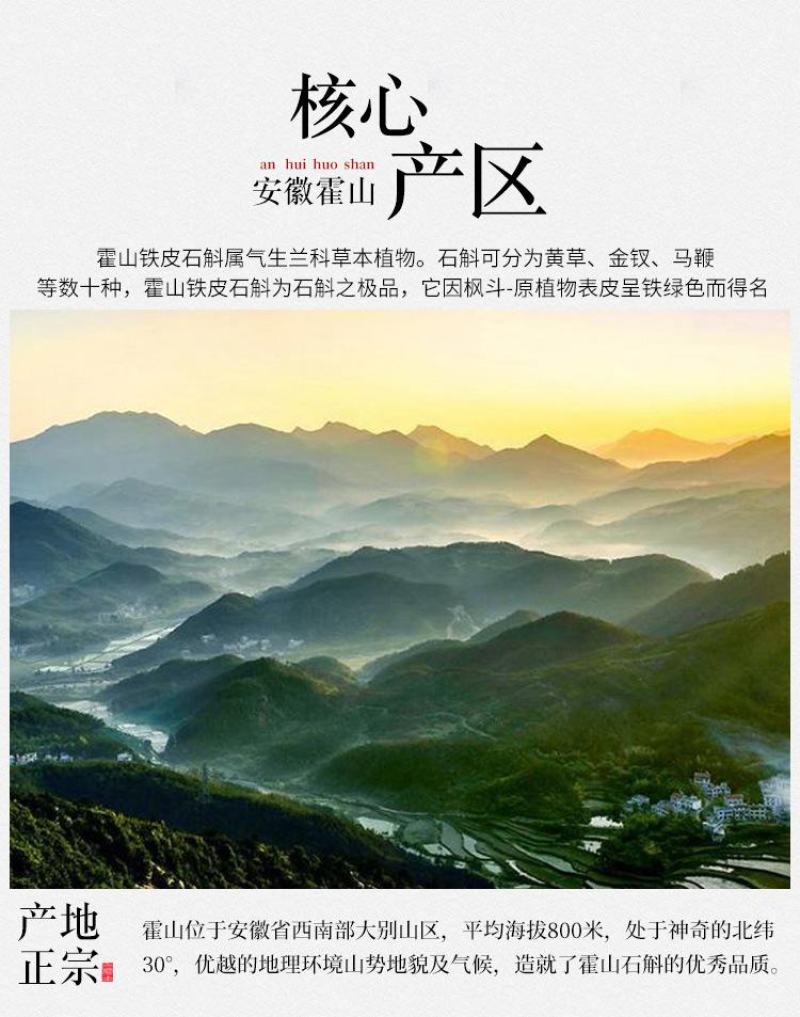 霍山铁皮石斛霍山石斛原产地霍山县太平畈乡石斛基地直发