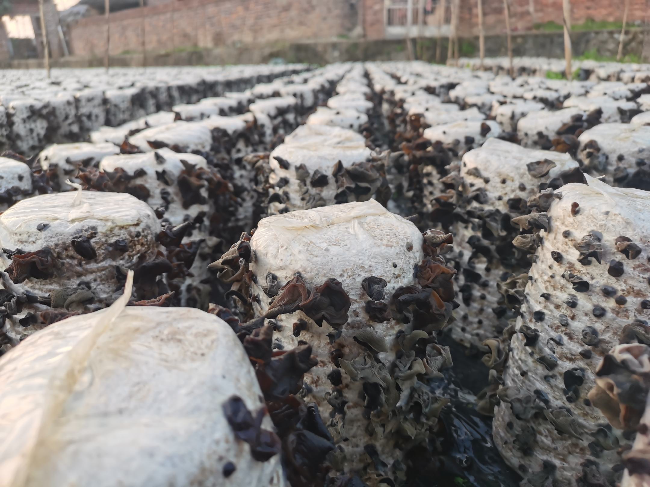 黑木耳人工栽培的袋栽现场 黑木耳人工栽培的袋栽现场