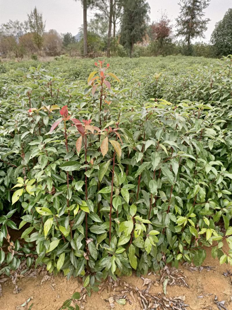 供应优质香樟苗香樟小苗香樟芽苗