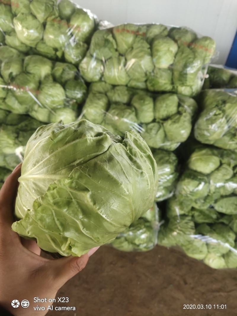绿甘蓝~面包甘蓝～大棚菜，中甘系列(蔬菜产地)～全年供应