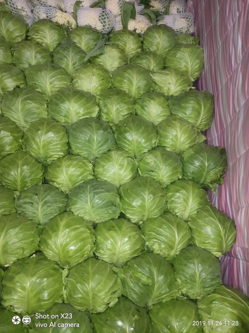 绿甘蓝~面包甘蓝～大棚菜，中甘系列(蔬菜产地)～全年供应