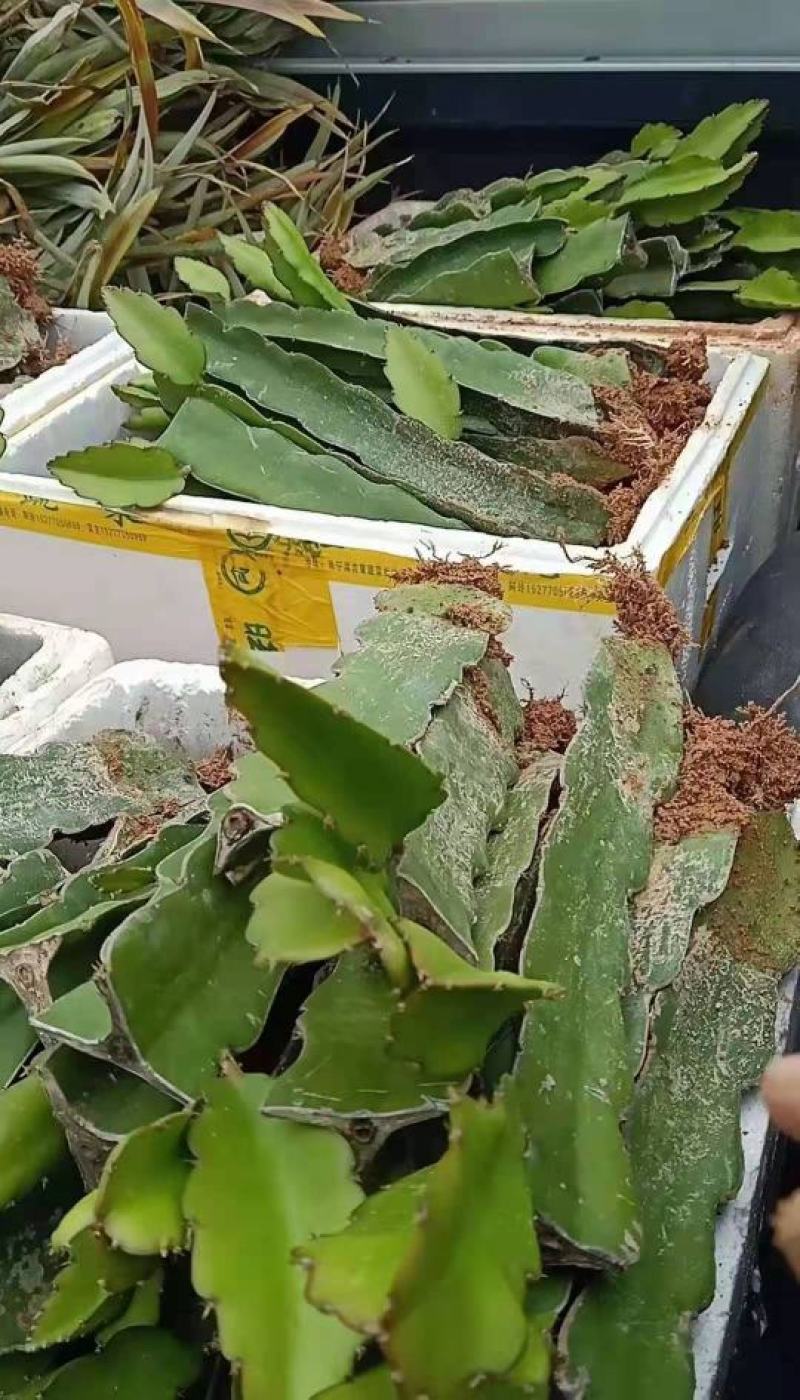 红皮红肉火龙果苗正宗燕窝麒麟果苗黄龙无刺火龙果苗，1