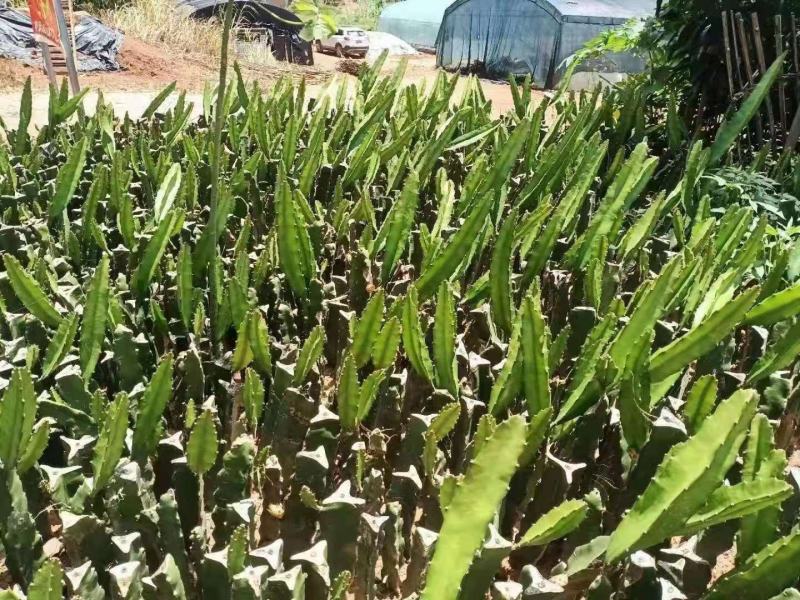 红皮红肉火龙果苗正宗燕窝麒麟果苗黄龙无刺火龙果苗，1
