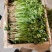 精品香菜上市了，叶绿，根粗，大叶，香菜精品