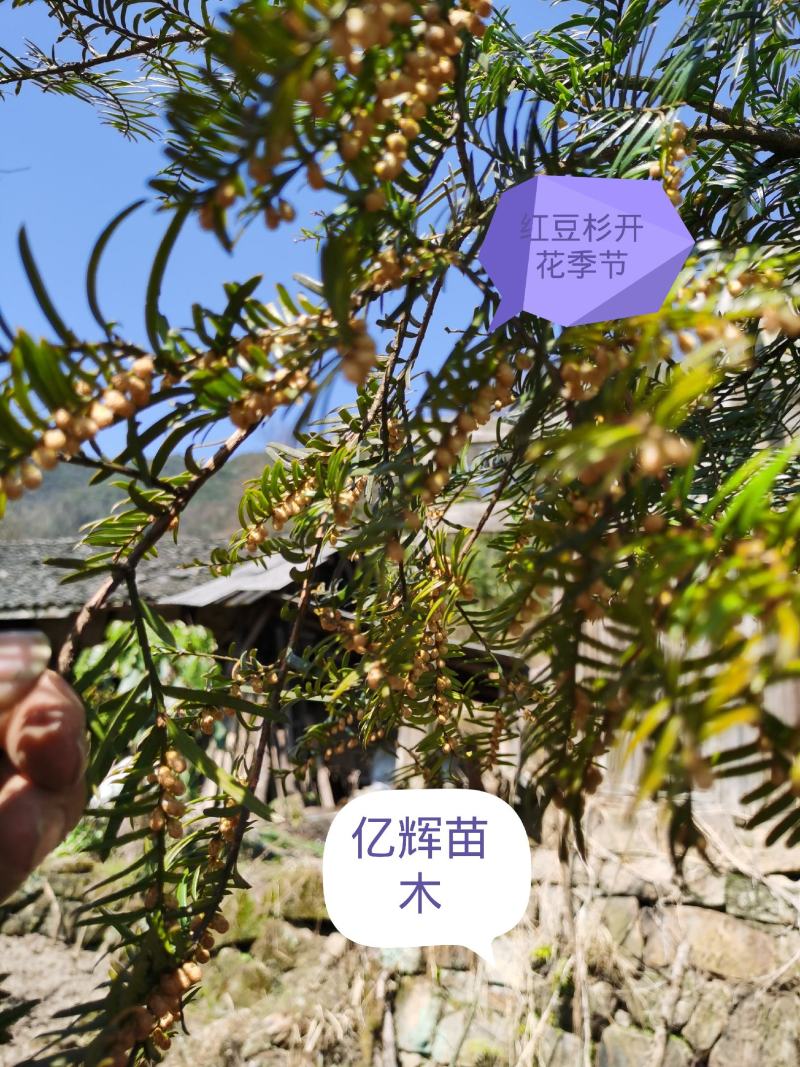 南方红豆杉树优质红豆杉大小规格齐全老板需求什么规格什么价