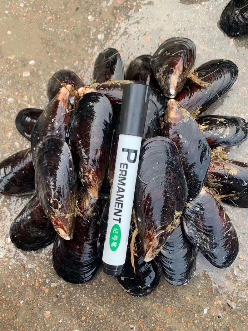 鲜活青口贝海虹贝鲜活规格齐全货源充足
