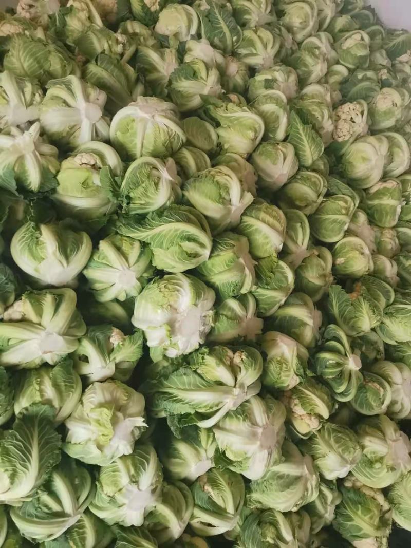 白花菜花紧花乳白1~3斤量大从优