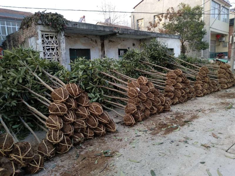 绿化苗木枇杷树枇杷苗湖北襄阳2-8CM