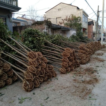 绿化苗木枇杷树枇杷苗湖北襄阳2-8CM