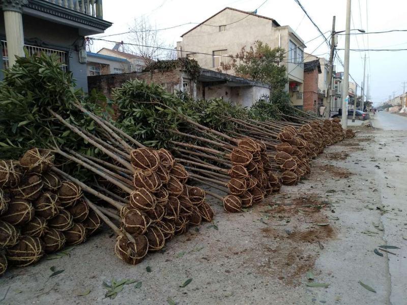绿化苗木枇杷树枇杷苗湖北襄阳2-8CM