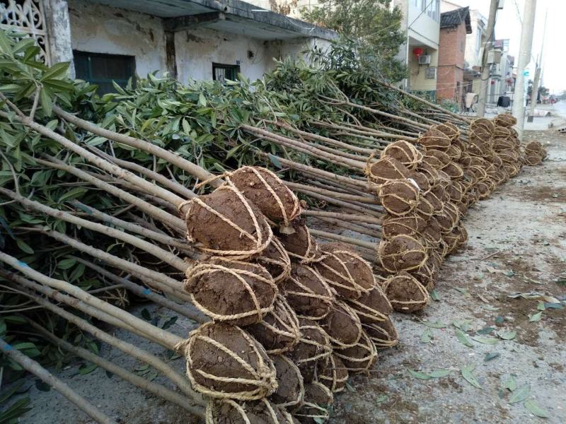 绿化苗木枇杷树枇杷苗湖北襄阳2-8CM
