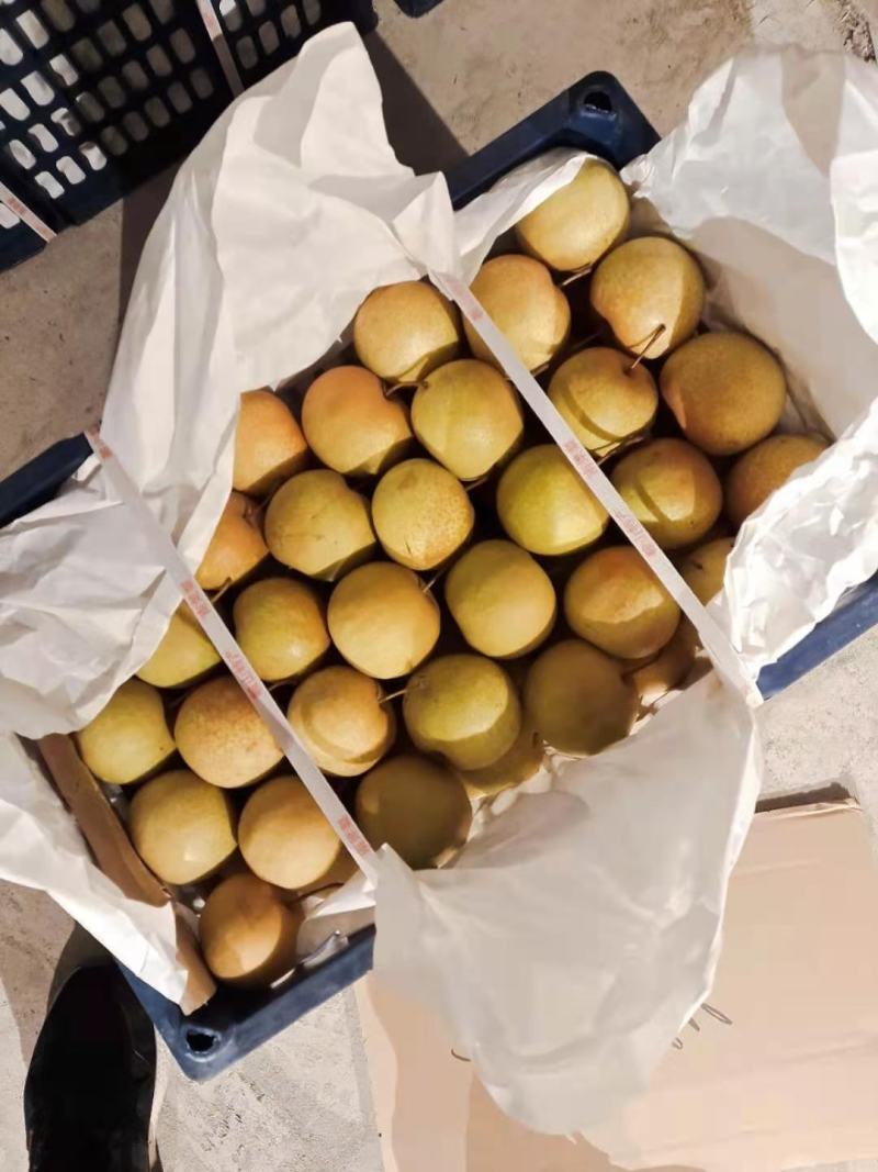 南果梨鞍山特产皮薄个大脆甜产地库存大量有货
