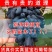 蓝宝石葡萄苗美人指葡萄苗现挖现发包成活包结果