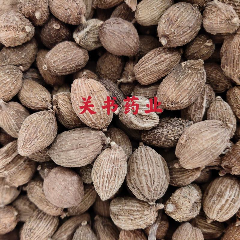 砂仁统货颗粒饱满关书药业批发中药材