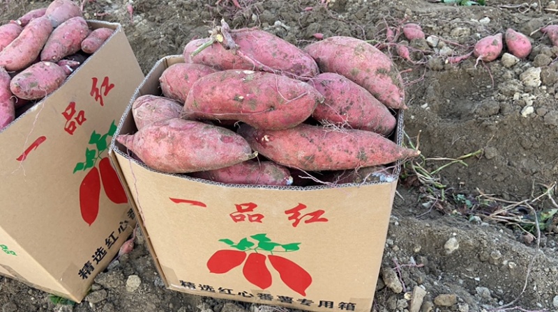 特靓济薯26，市场货，工厂货
