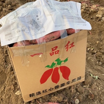 特靓济薯26，市场货，工厂货