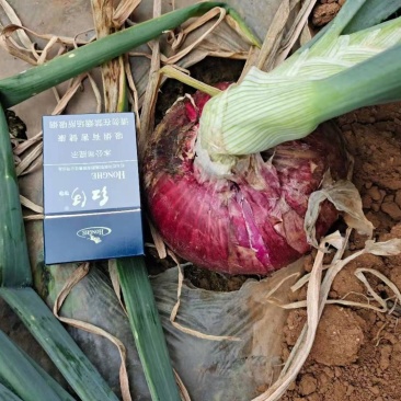 建水洋葱已大量上市，需要的老板速联系！