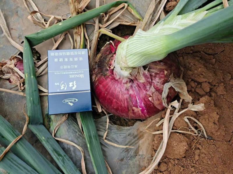 建水洋葱已大量上市，需要的老板速联系！