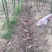雷笋福建雷竹笋带壳拨壳煮熟都有