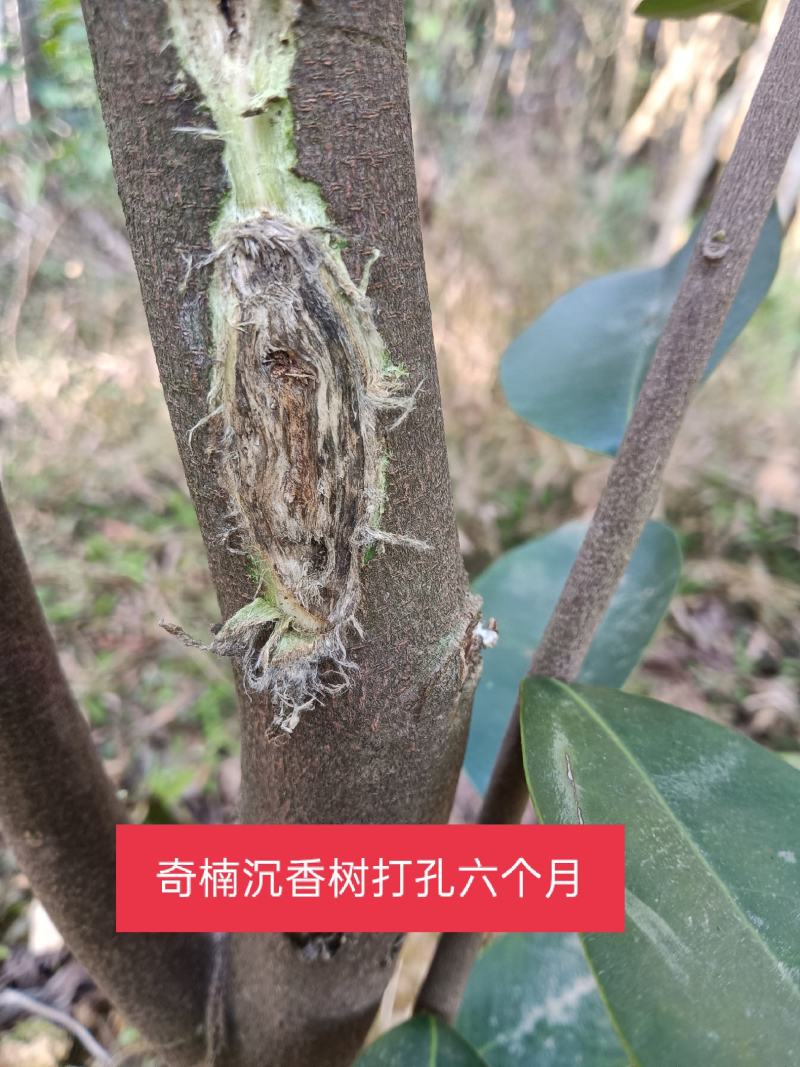 包邮价格苗场直供一代虎斑棋，油叶子，糖结，黑奇楠，流油王