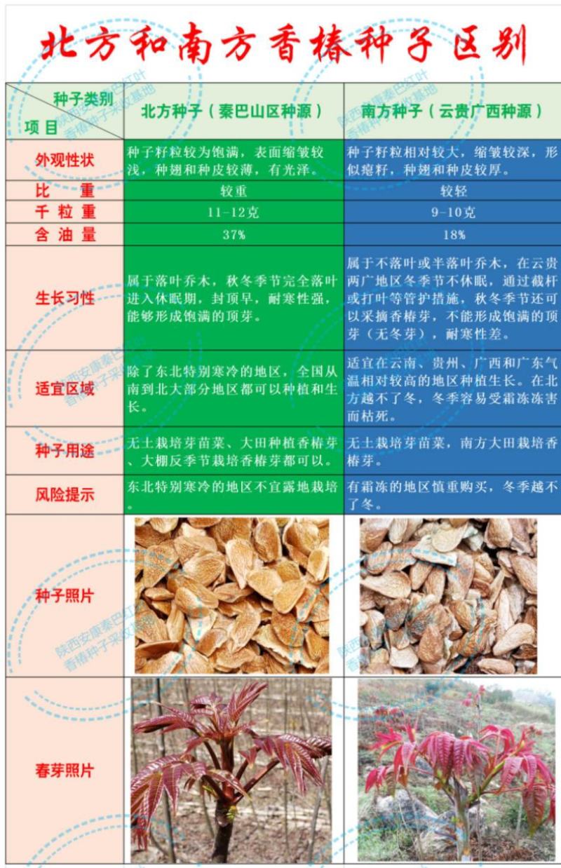 红油香椿种子（去翅净籽），产地直销，质量保证，全国包邮