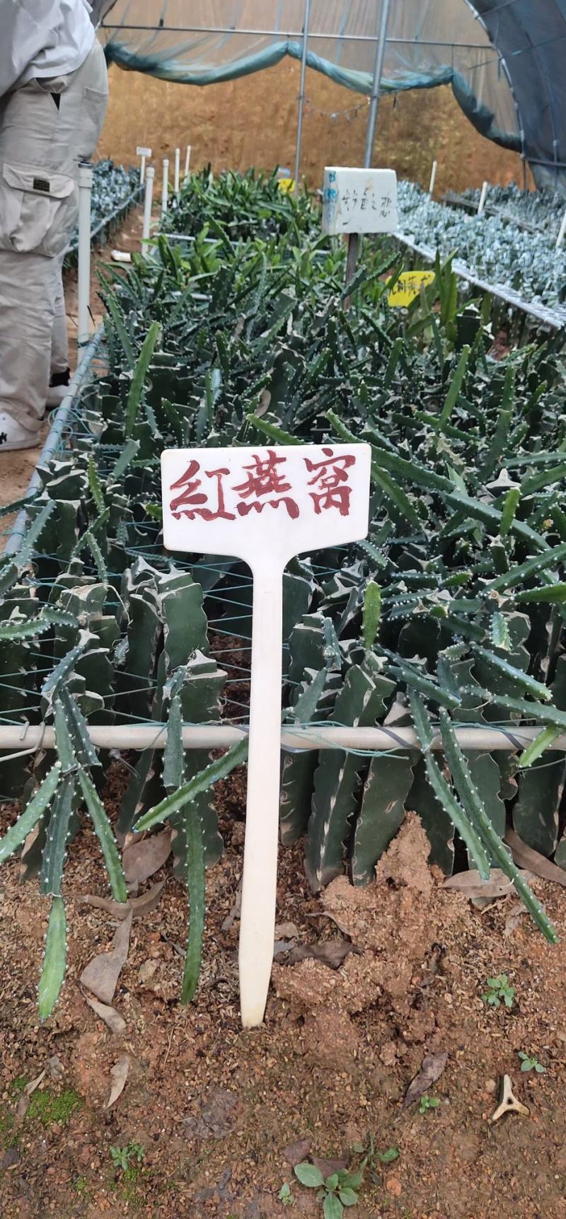 火龙果树果苗南方种植红心火龙果苗盆栽嫁接四季麒麟当年结果