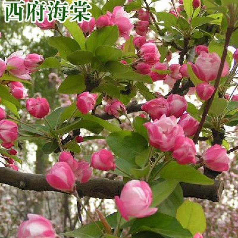 海棠绿化苗木西府海棠垂丝海棠北美海棠树海棠