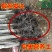 海棠绿化苗木西府海棠垂丝海棠北美海棠树海棠