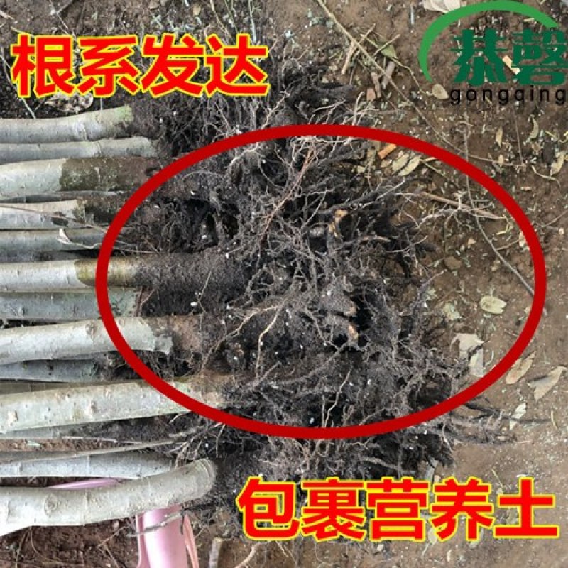 海棠绿化苗木西府海棠垂丝海棠北美海棠树海棠