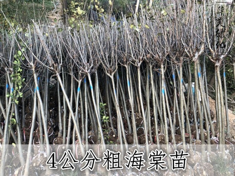 海棠绿化苗木西府海棠垂丝海棠北美海棠树海棠