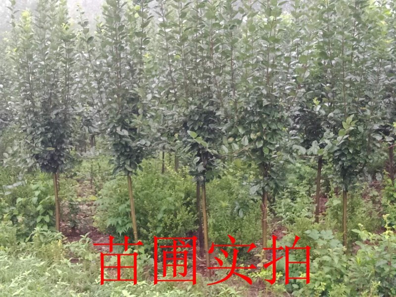 海棠绿化苗木西府海棠垂丝海棠北美海棠树海棠