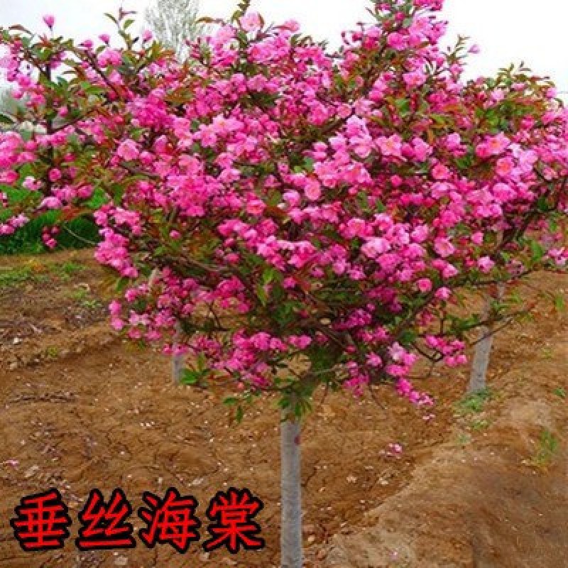 海棠绿化苗木西府海棠垂丝海棠北美海棠树海棠