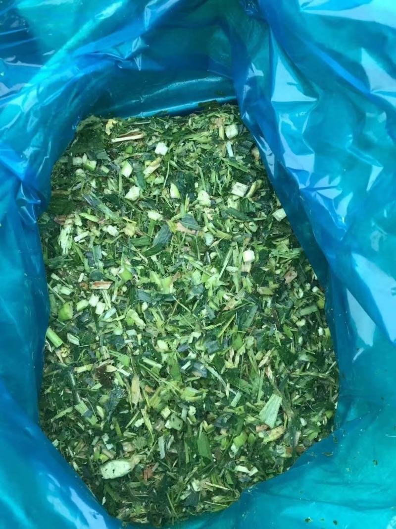 出售新鲜发酵打包玉米桔杆。皇竹草青储草料
