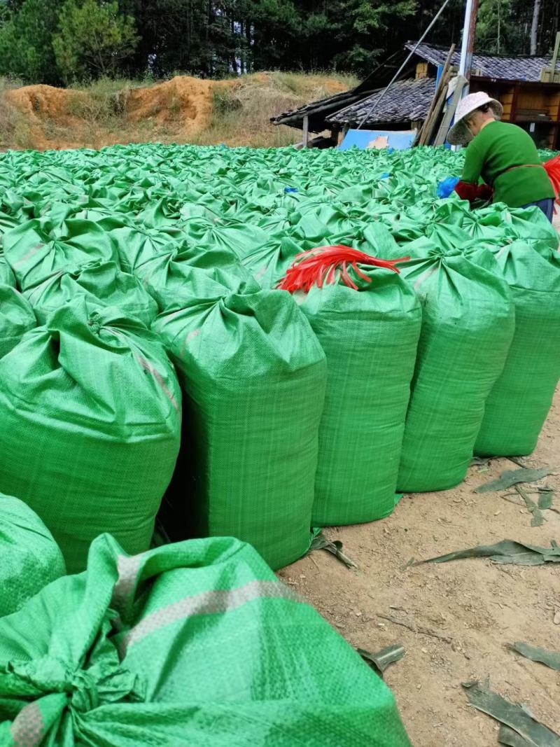 出售新鲜发酵打包玉米桔杆。皇竹草青储草料